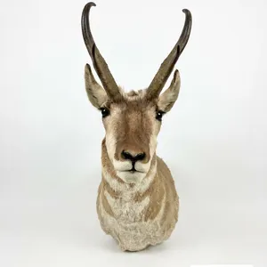 ANTELOPE
