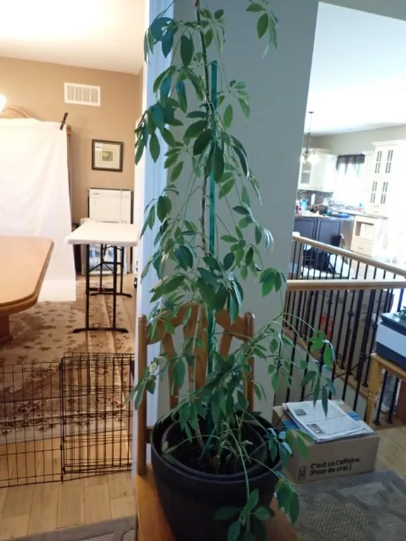 Umbrella Tree Plant