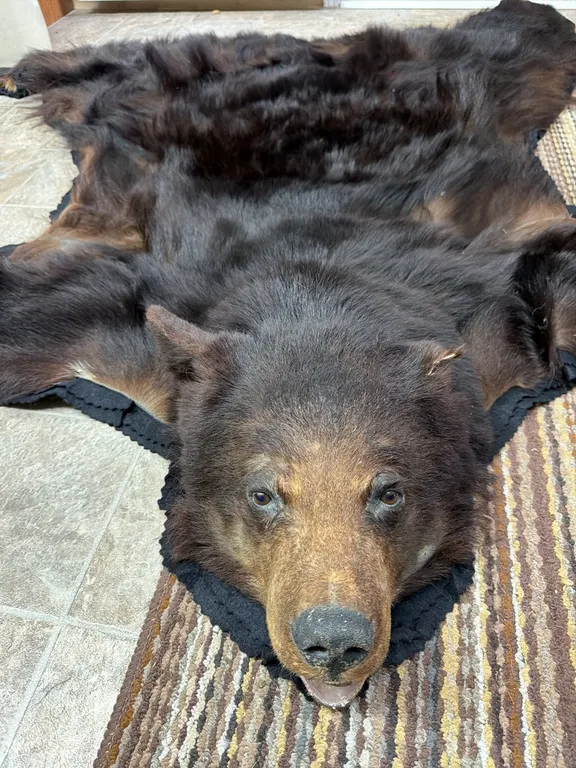 Black Bear Rug