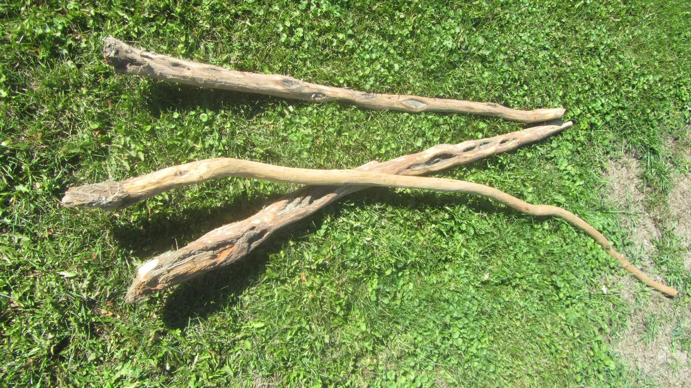 (3) Diamond Willow Carved Branches