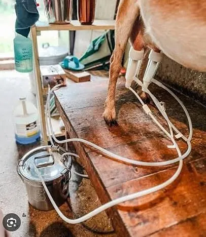 Hantop Goat Milking Machine 3L Capacity Set
