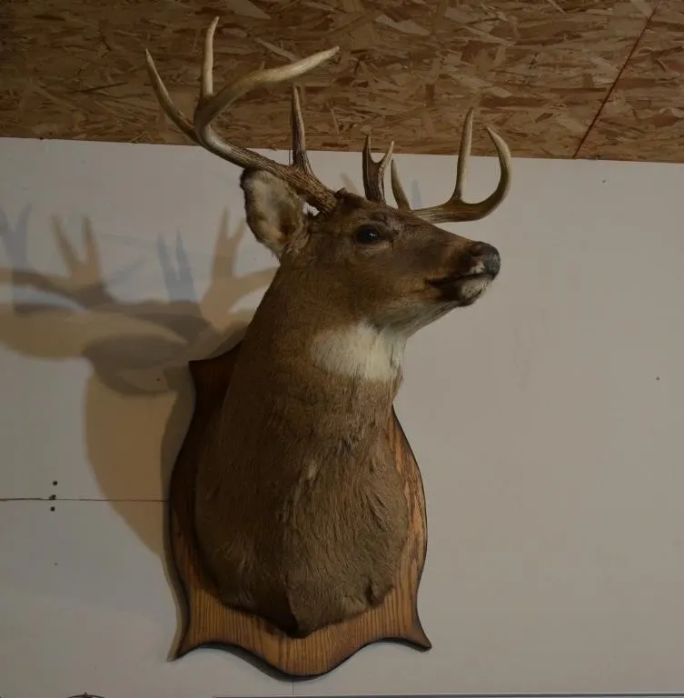 Taxidermy shoulder mount of a male white-tailed