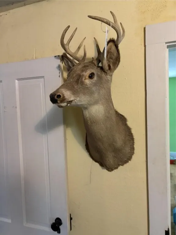 Old Whitetail Shoulder Mount