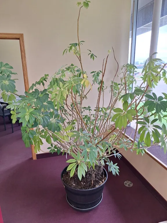 Big Real Money Plant, 8'