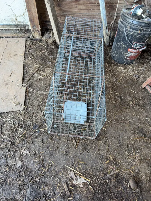 Animal trap
