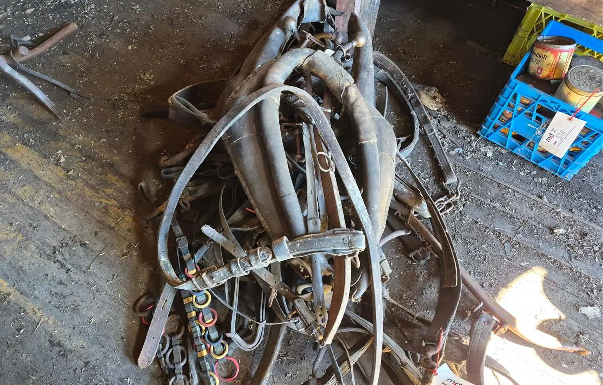 Assorted Horse Harnesses and Collars
UNRESERVED