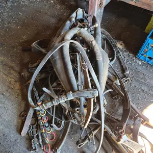 Assorted Horse Harnesses and Collars
 UNRESERVED