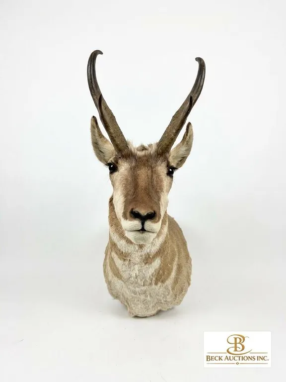 Pronghorn Antelope Shoulder Taxidermy Mount with 2013-2014 Tag 4859