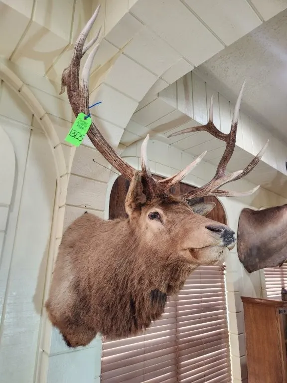 Bull Elk Head Mount
