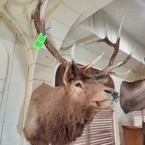 Bull Elk Head Mount