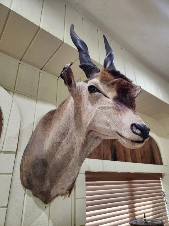 Eland Spiral Horned Head Mount