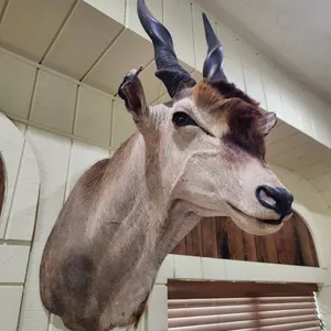 Eland Spiral Horned Head Mount