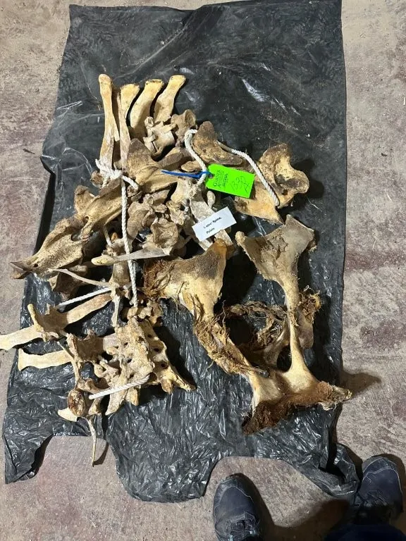Camel Spine & Pelvis