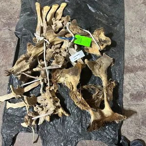 Camel Spine & Pelvis