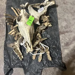 Horse Spine, Skull, & Pelvis