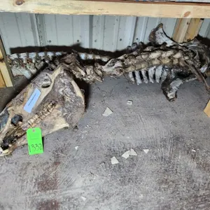 Horse Skeleton