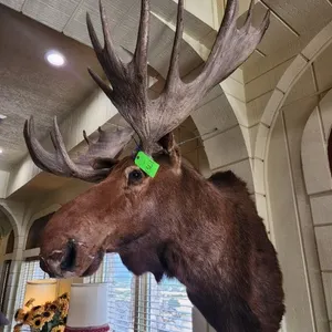 Moose Head Mount
