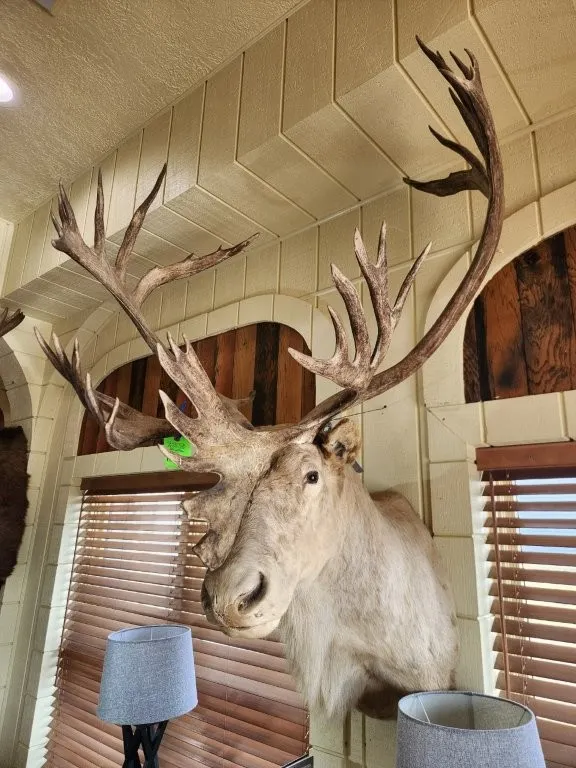 Bull Caribous Taxidermy w/ Shovel Head Mount