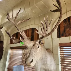 Bull Caribous Taxidermy w/ Shovel Head Mount