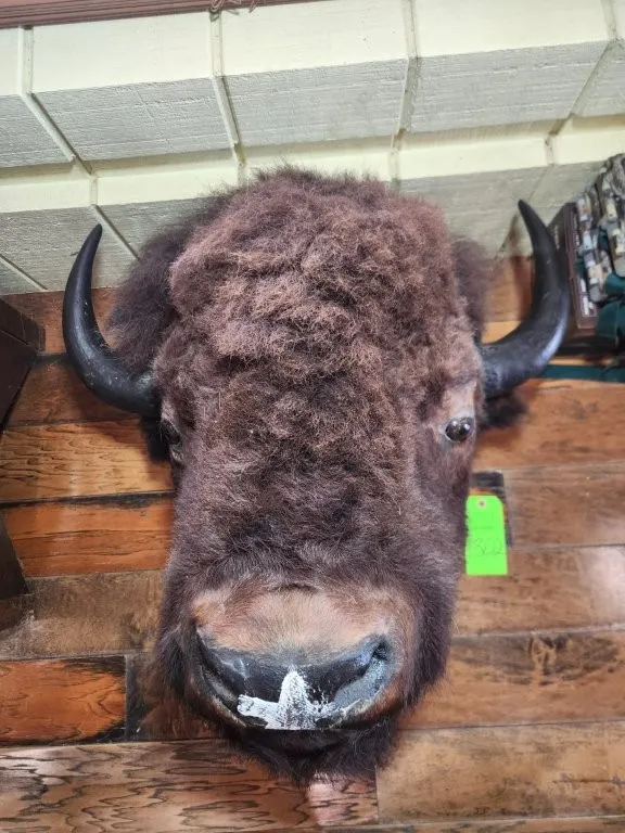 Buffalo Head Mount
