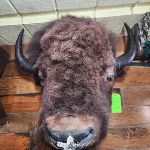 Buffalo Head Mount
