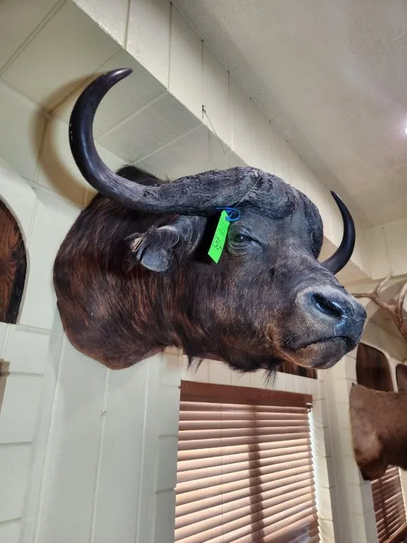 African Buffalo Head Mount