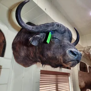 African Buffalo Head Mount