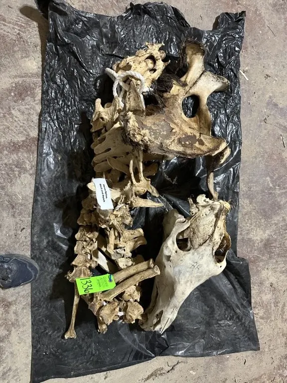 Horse Spine, Skull, & Pelvis