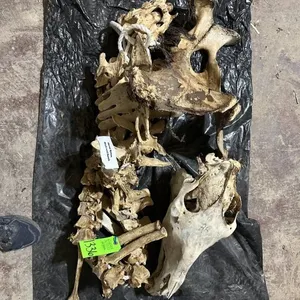 Horse Spine, Skull, & Pelvis