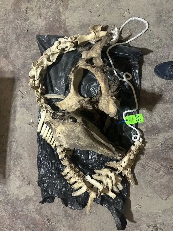 Horse Spine, Skull, Pelvis