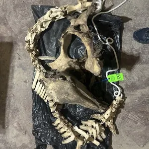 Horse Spine, Skull, Pelvis