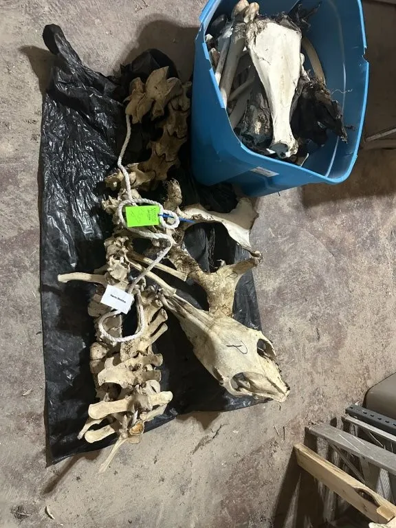 Horse Skeleton