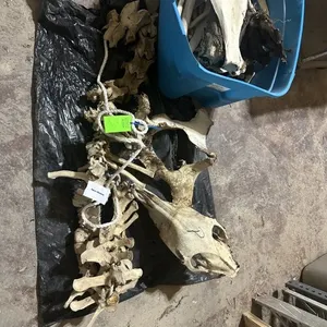 Horse Skeleton