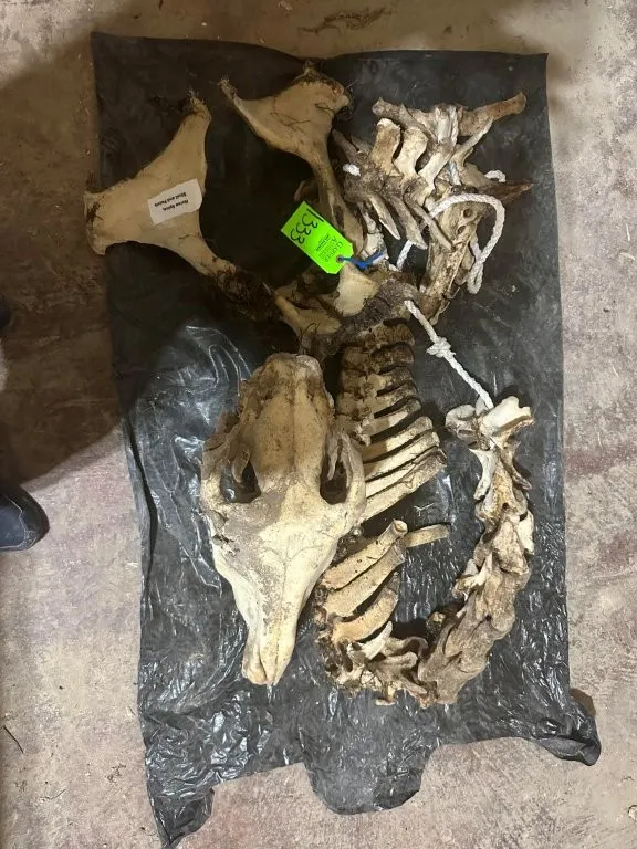 Horse Spine, Skull, & Pelvis
