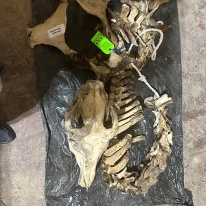 Horse Spine, Skull, & Pelvis