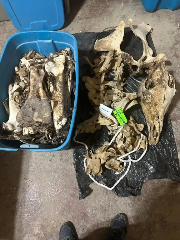 Horse Skeleton