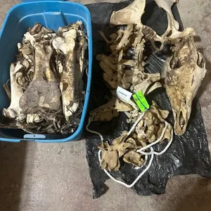 Horse Skeleton