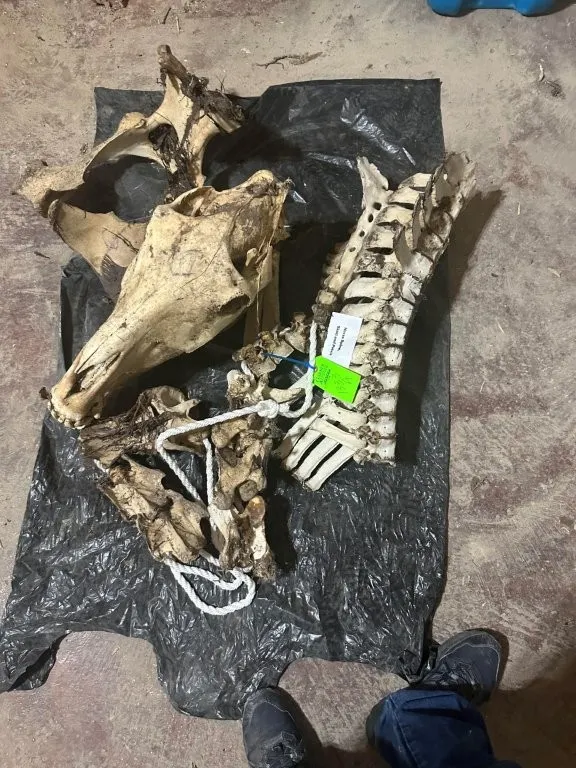 Horse Spine, Skull, & Pelvis