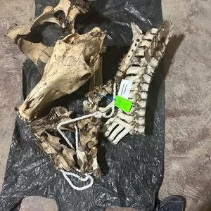 Horse Spine, Skull, & Pelvis