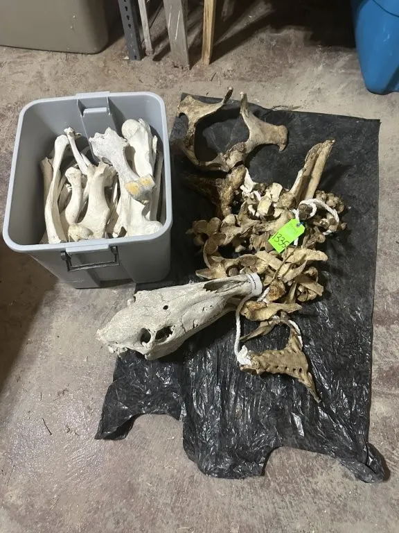 Horse Skeleton