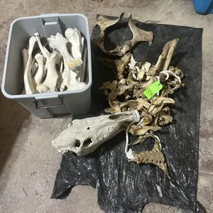 Horse Skeleton