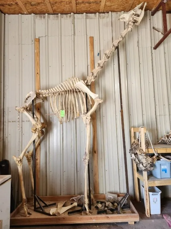 Giraffe Skeleton
