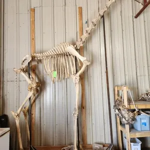 Giraffe Skeleton