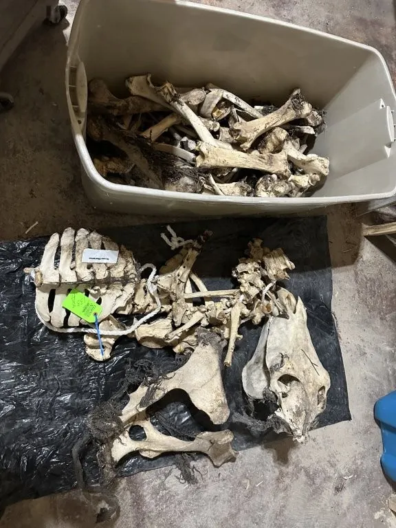 Horse Skeleton
