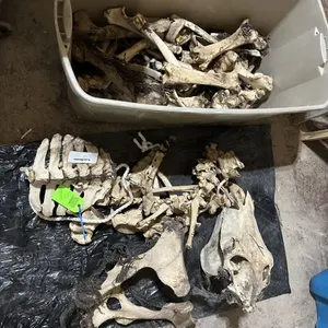 Horse Skeleton