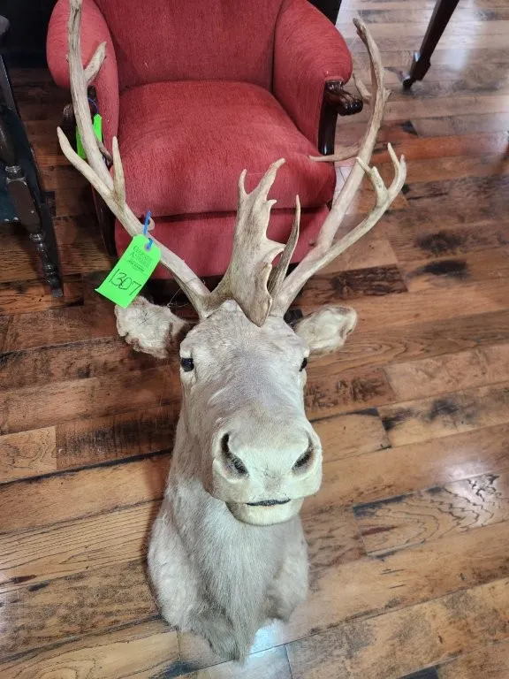 Caribou Shoulder Mount