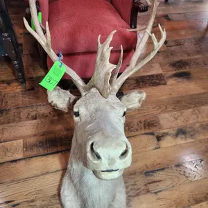 Caribou Shoulder Mount