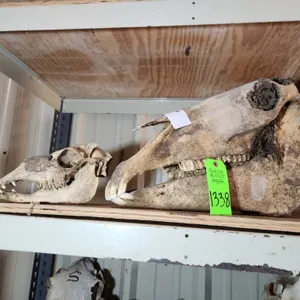 Horse Skull & Misc. Skull
