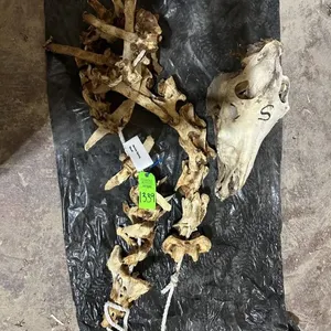 Horse Spine & Skull
