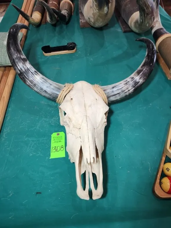 Steer Longhorn w/ Polished Horns